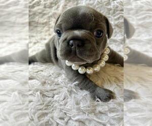 French Bulldog Puppy for sale in BENTONVILLE, AR, USA