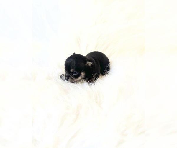 Medium Photo #3 Chihuahua Puppy For Sale in SACRAMENTO, CA, USA
