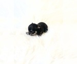 Small #2 Chihuahua