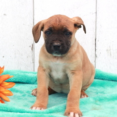 Boerboel Puppy for sale in GAP, PA, USA