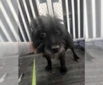 Small #8 Maltese Mix
