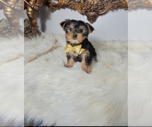 Yorkshire Terrier Puppy for sale in INDIANAPOLIS, IN, USA