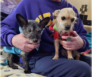 Barry - Male Cairn Terrier-Unknown Mix Dog for Adoption - Photo #4