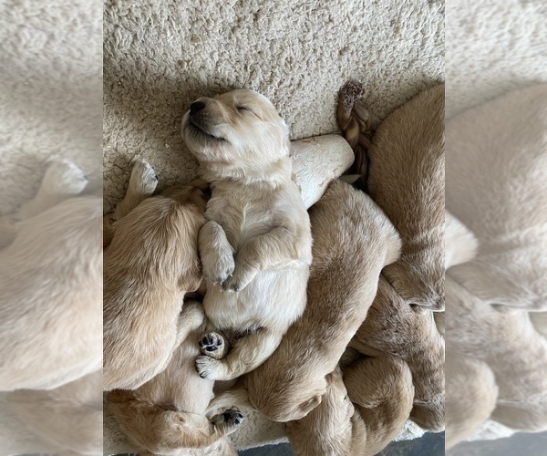 Medium Photo #18 Golden Retriever Puppy For Sale in LAS VEGAS, NV, USA