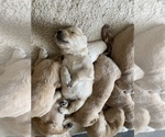 Small Photo #18 Golden Retriever Puppy For Sale in LAS VEGAS, NV, USA