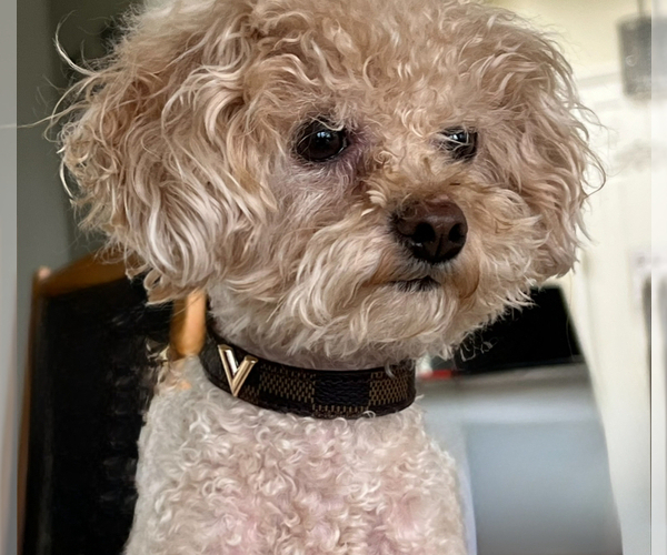 Medium Photo #1 Poodle (Toy) Puppy For Sale in WINTER HAVEN, FL, USA