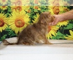 Colt - Male Yorkiepoo mix (+ Poodle Toy) Puppy for Sale - Photo #33