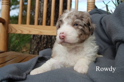 Medium Photo #10 Aussiedoodle Puppy For Sale in CATHOLIC POINT, AR, USA