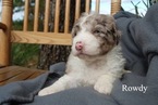 Small Photo #10 Aussiedoodle Puppy For Sale in CATHOLIC POINT, AR, USA