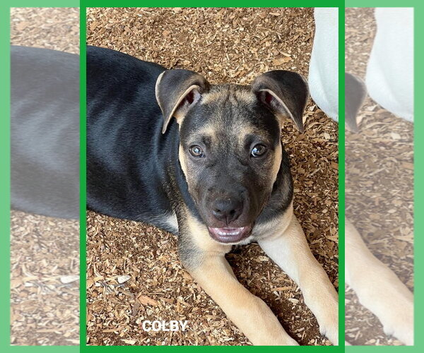 Medium Photo #2 Mutt Puppy For Sale in Granbury, TX, USA