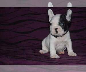 French Bulldog Puppy for sale in WINDER, GA, USA
