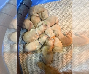 Golden Retriever Litter for sale in PALMYRA, VA, USA
