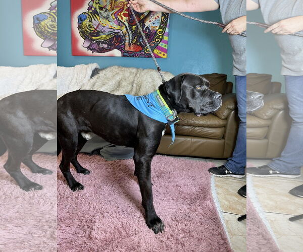 Medium Photo #6 Mastiff Puppy For Sale in Goodyear, AZ, USA