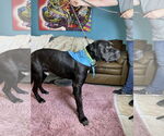 Small #5 Mastiff