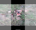 Small #1 Labrador Retriever Mix