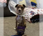 Small #5 Labrador Retriever Mix