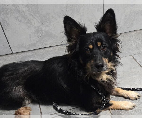 Medium Photo #2 Pembroke Welsh Corgi-Unknown Mix Puppy For Sale in San Antonio, TX, USA
