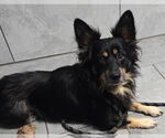 Small #1 Pembroke Welsh Corgi Mix