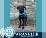 Small #1 Great Dane Mix