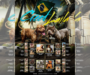 Father of the American Bully puppies born on 03/04/2025