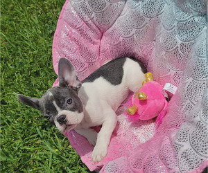 French Bulldog Puppy for sale in TAMPA, FL, USA