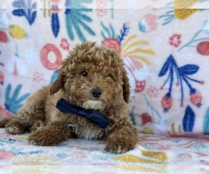 Goldendoodle (Miniature) Puppy for sale in LANCASTER, PA, USA