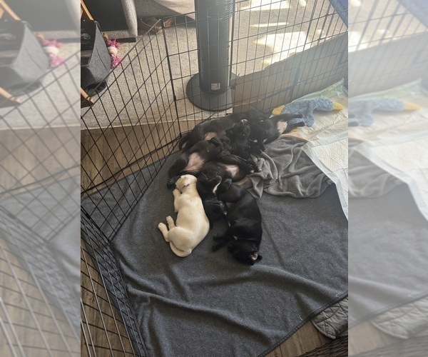 Medium Photo #4 Mutt Puppy For Sale in ORANGE, CA, USA