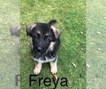 Small Photo #30 German Shepherd Dog Puppy For Sale in ALICE, TX, USA