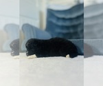 Small #3 Siberian Husky