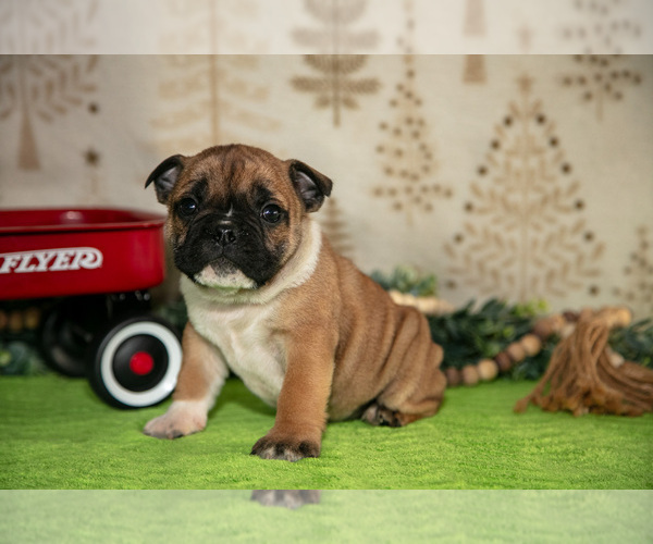 Medium Photo #18 Beabull Puppy For Sale in FRESNO, OH, USA