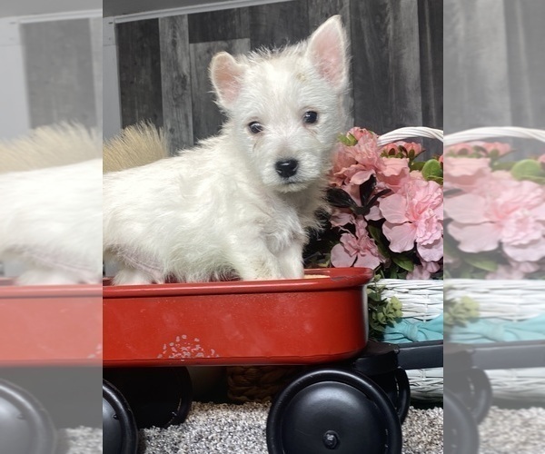Medium Photo #4 West Highland White Terrier Puppy For Sale in CANOGA, NY, USA