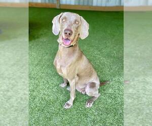 Weimaraner Dogs for adoption in Naples, FL, USA
