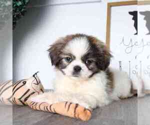 Shih Tzu Puppy for sale in RED LION, PA, USA