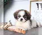 Small Photo #1 Shih Tzu Puppy For Sale in RED LION, PA, USA