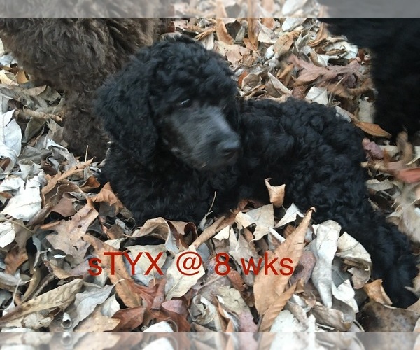 Medium Photo #1 Poodle (Standard) Puppy For Sale in ARAB, AL, USA