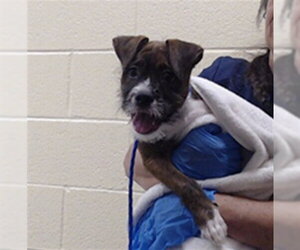 Miniature Schnauzer-Unknown Mix Dogs for adoption in Denver, CO, USA