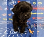 Puppy Kermit Zuchon
