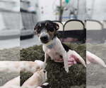 Small Rat Terrier