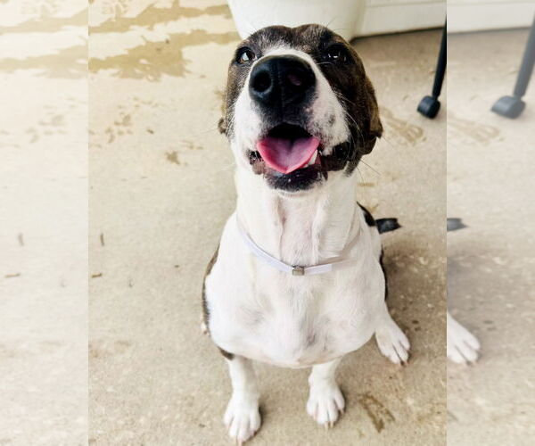 Medium Photo #9 German Shorthaired Pointer-Unknown Mix Puppy For Sale in Houston, TX, USA