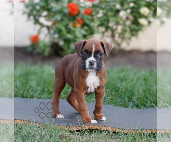 Medium Photo #3 Boxer Puppy For Sale in HONEY BROOK, PA, USA