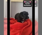 Small #1 Havanese-Morkie Mix