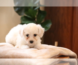 Bichon Frise Puppy for sale in HUMBOLDT, IL, USA