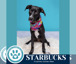 Small Labrador Retriever Mix