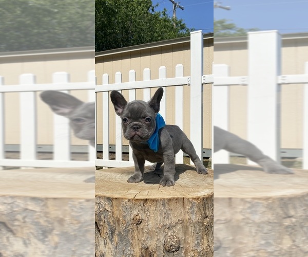 Medium Photo #9 French Bulldog Puppy For Sale in WATAUGA, TX, USA