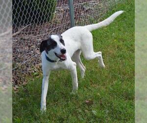 Anatolian Shepherd-Great Pyrenees Mix Dogs for adoption in Murfreesboro, TN, USA