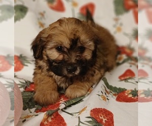 Maltipoo (Toy) Puppy for sale in PEABODY, MA, USA