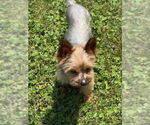 Small #1 Mutt