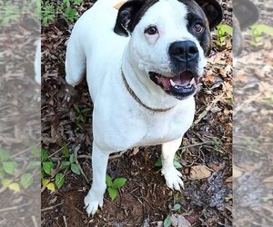 Bullboxer Pit Dogs for adoption in Franklin, North Carolina, NC, USA