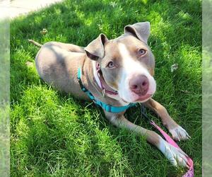 American Pit Bull Terrier-Unknown Mix Dogs for adoption in Minneapolis, MN, USA