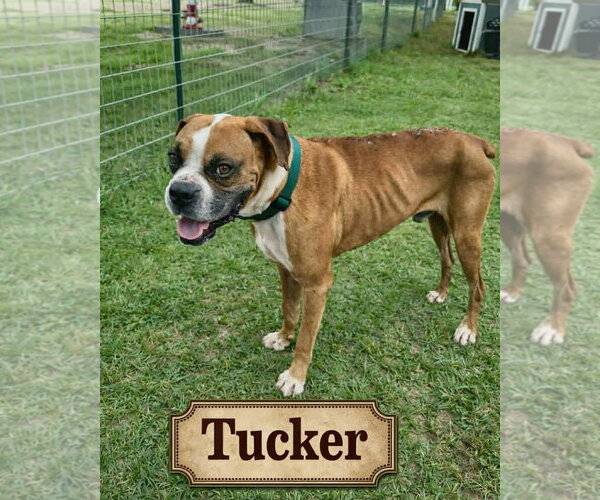 Medium Photo #4 Boxer Puppy For Sale in Dumont, NJ, USA